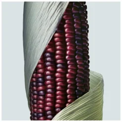 Aveda Botanical Repair Strengthening Shampoo