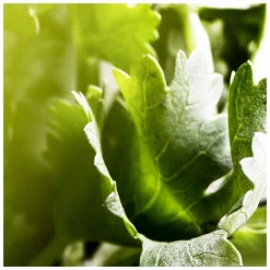 BVLGARI Man Wood Essence Eau de Parfum Spray 100ml Gift Set