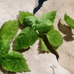 Dolce & Gabbana Light Blue Pour Homme Eau de Toilette Spray