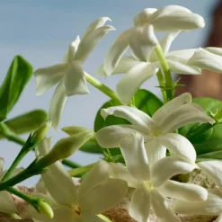 Dolce & Gabbana Q by Dolce&Gabbana Parfum Spray