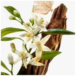 Goutal Le Temps des Reves Eau de Toilette Spray