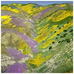 GUERLAIN Aqua Allegoria Forte FloraBloom Eau de Parfum Spray