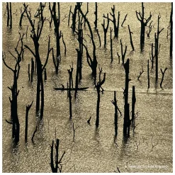 GUERLAIN Aqua Allegoria Forte Rosa Rossa Eau de Parfum Spray