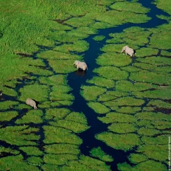 GUERLAIN Aqua Allegoria Rosa Verde Eau de Toilette Spray