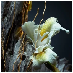 GUERLAIN Vetiver Parfum Spray