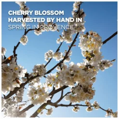 L'Occitane Cherry Blossom Eau de Toilette Spray