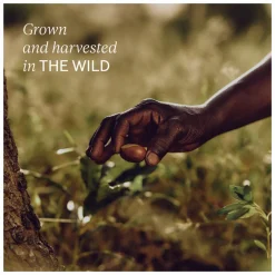 L'Occitane Shea Butter Intensive Hand Balm