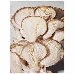 Origins Mega-Mushroom Skin Relief Micellar Cleanser