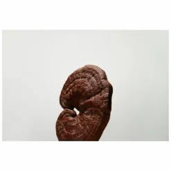 Origins Mega-Mushroom Soothing Hydra-Mist With Reishi & Snow Mushroom