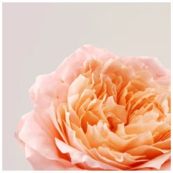 PAYOT Roselift Firming Re-densifying Serum